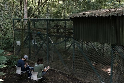 Dos estudiantes universitarios monitorean las actividades de los monos aulladores.