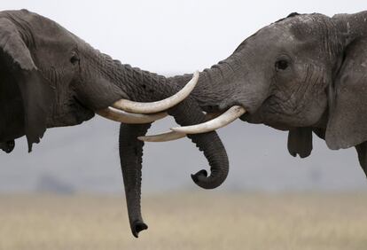 Elephants play in Amboseli National park, Kenya, February 10, 2016. REUTERS/Goran Tomasevic