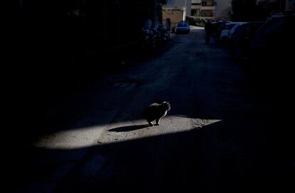 Un gato toma el sol en una calle de Roma (Italia).