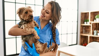 Encuentra el mejor curso de Auxiliar de Clínica Veterinaria 'online' y a distancia