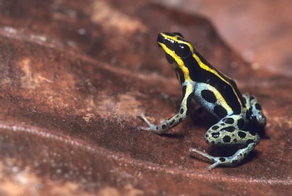 Una rana flecha venenosa diurna, en Ecuador.