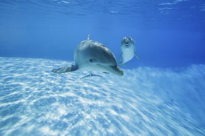 Dolphins swimming in the Zoomarine oceanarium in Rome, courtesy of the park.