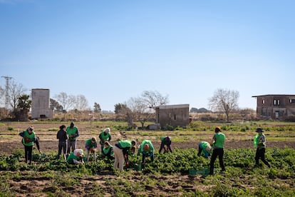 Una quincena de voluntarios, mayoritariamente mujeres, recoge espinacas en un campo de Gavà. El agricultor no las podía vender porque el mercado esta saturado.