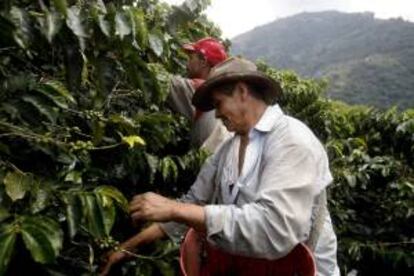 Fotografía del 14 de febrero de 2014 de campesinos durante su jornada de trabajo de siembre y recolección del café en Fredonia (Colombia).