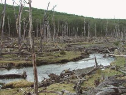 Los roedores son una especie exótica invasora que ha destruido miles de héctareas en Tierra del Fuego