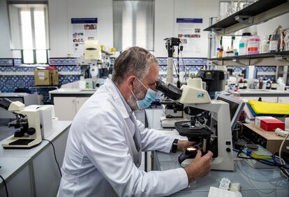 El farmacéutico investigador Pedro Torres dirige el laboratorio de lepra en Fontilles.

