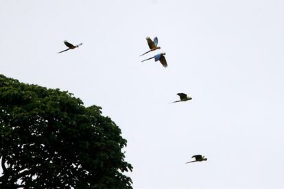 Nativa de Colombia, Costa Rica, Ecuador, Honduras, Nicaragua y Panamá, este ave de exótico plumaje mide alrededor de 79 centímetros y pesa cerca de 1,5 kilos. Su hábitat son los bosques maduros, y normalmente sus nidos se encuentran a alturas no menores de 35 metros en las copas de los árboles. En la imagen, guacamayas azules y amarillas (Ara ararauna) junto a guacamayas verdes (Ara Ambiguus), en un bosque maduro en Darién.