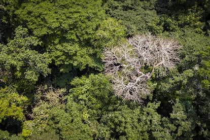 Bosque tropical en Tshopo, la mayor provincia forestal de la RDC. El país alberga el 60% de la segunda selva tropical más grande del mundo, que regula los patrones de lluvia de toda la región.