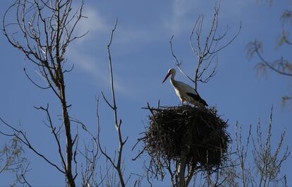 En la zona donde se construirá la mina habitan especies protegidas como la cigüeña negra y el milano real.