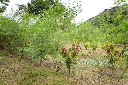 Según el profesor de la Universidad Nacional Agraria La Molina, Carlos Reynel, la quema indiscriminada de los montes para el cultivo supone un grave peligro para la supervivencia de la selva amazónica: “Evita la incorporación de nutrientes al terreno y no permite que el agua filtre, lo que vacía los acuíferos subterráneos y seca los ríos”. Contra ello, los beneficiarios han aprendido a recuperar el monte a través de la planta frijol palo (Piti Pua) que se ve en la imagen. Se trata de una leguminosa, y por su naturaleza, fija nitrógeno al suelo a través de sus raíces. Además, sus hojas generan abono orgánico por su descomposición al caer al suelo, lo que ayuda a su regeneración.