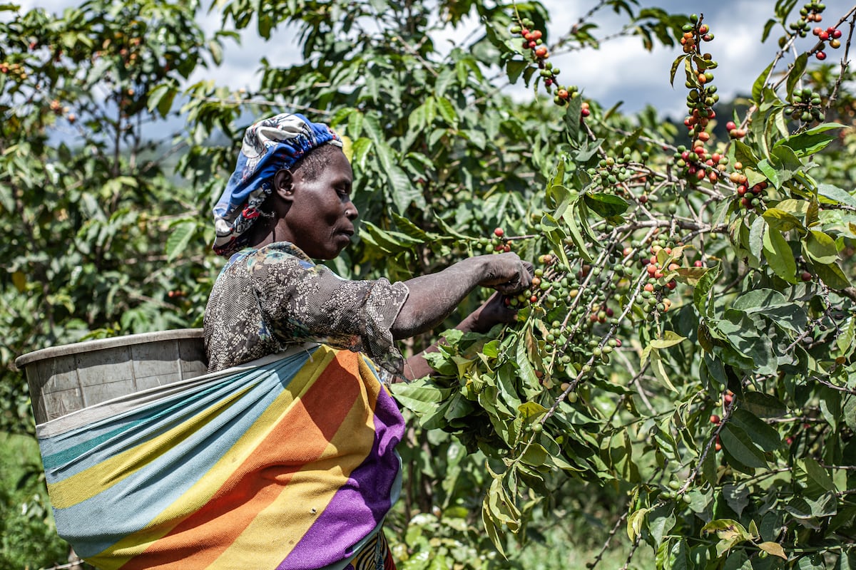 Los cultivadores de café congoleños huyen de sus tierras por el conflicto armado, dejando los apreciados granos a merced de los saqueadores