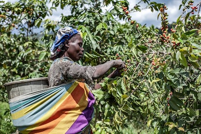 Chantale Maniraguha, de 37 años y madre de siete hijos, cosecha en un campo de café en la finca Katale, en el territorio de Rutshuru, provincia de Kivu Norte, República Democrática del Congo