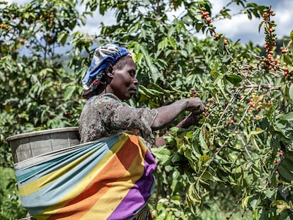 Chantale Maniraguha, de 37 años y madre de siete hijos, cosecha en un campo de café en la finca Katale, en el territorio de Rutshuru, provincia de Kivu Norte, República Democrática del Congo