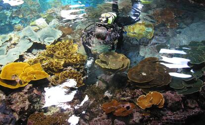 Un buzo, en el tanque de agua de los corales.