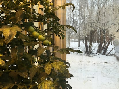Panes y tomates en Islandia, el aliento de la Tierra