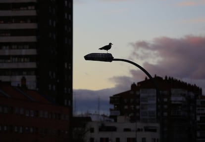 Es rara la farola a lo largo del nudo Sur que no tenga su particular inquilina.