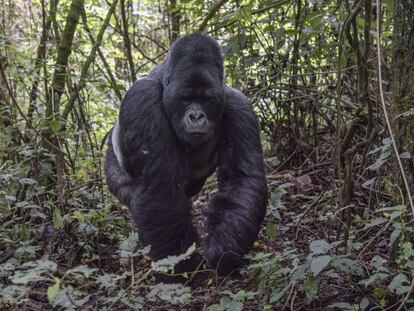 Un espalda plateada de 25 años en el parque nacional Virunga (RDC), donde vive un tercio de los 900 gorilas de montaña que quedan en el mundo.