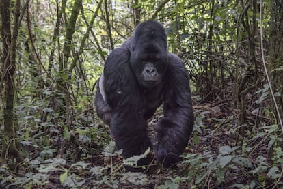 Un espalda plateada de 25 años en el parque nacional Virunga (RDC), donde vive un tercio de los 900 gorilas de montaña que quedan en el mundo.
