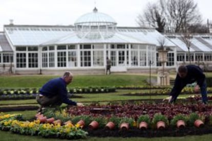 Últimos preparativos antes del tradicional Festival de las Camelias, en los jardines de Chiswick House.