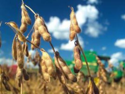 El 58,3 % del volumen exportado en 2012 correspondió a granos sin procesar (49,4 % corresponde a cereales y el 8,8 % granos oleaginosos), 6,4 %, a aceites vegetales, el 35 % fueron subproductos oleaginosos y el 0,4 %, cultivos industriales. EFE/Archivo
