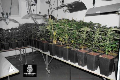 Plantas de marihuana incautadas