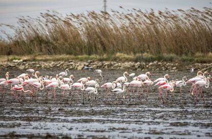 Flamencos en un arrozal en l’Albufera (Valencia).