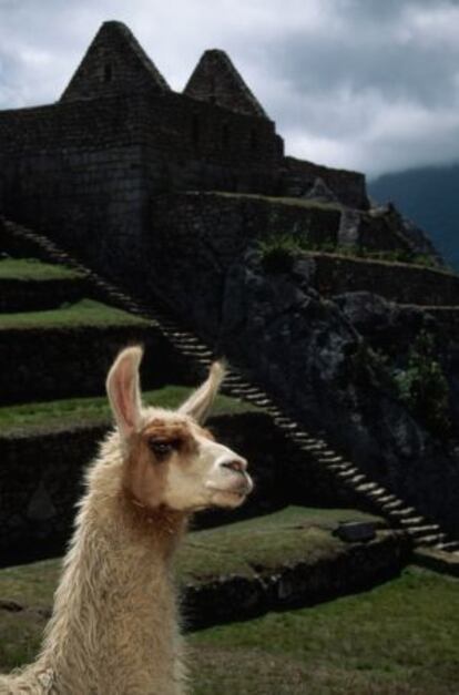 Una llama en las ruinas de Machu Picchu, en Perú.