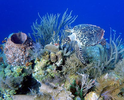 Corales Arrecife Mar Vida Marina