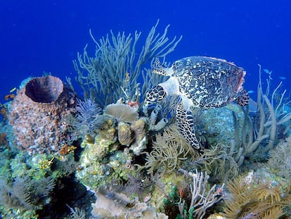 Una tortuga nada entre el coral en el arrecife de las islas Turneffe (Belice).