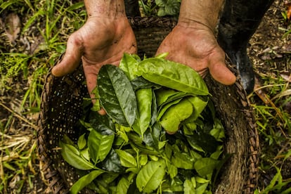 La guayusa, una planta originaria de la Alta Amazonía, región que comprende partes de Ecuador, Colombia, Perú y Bolivia, es utilizada por pueblos indígenas sus por propiedades energéticas, antioxidantes y antiinflamatorias.