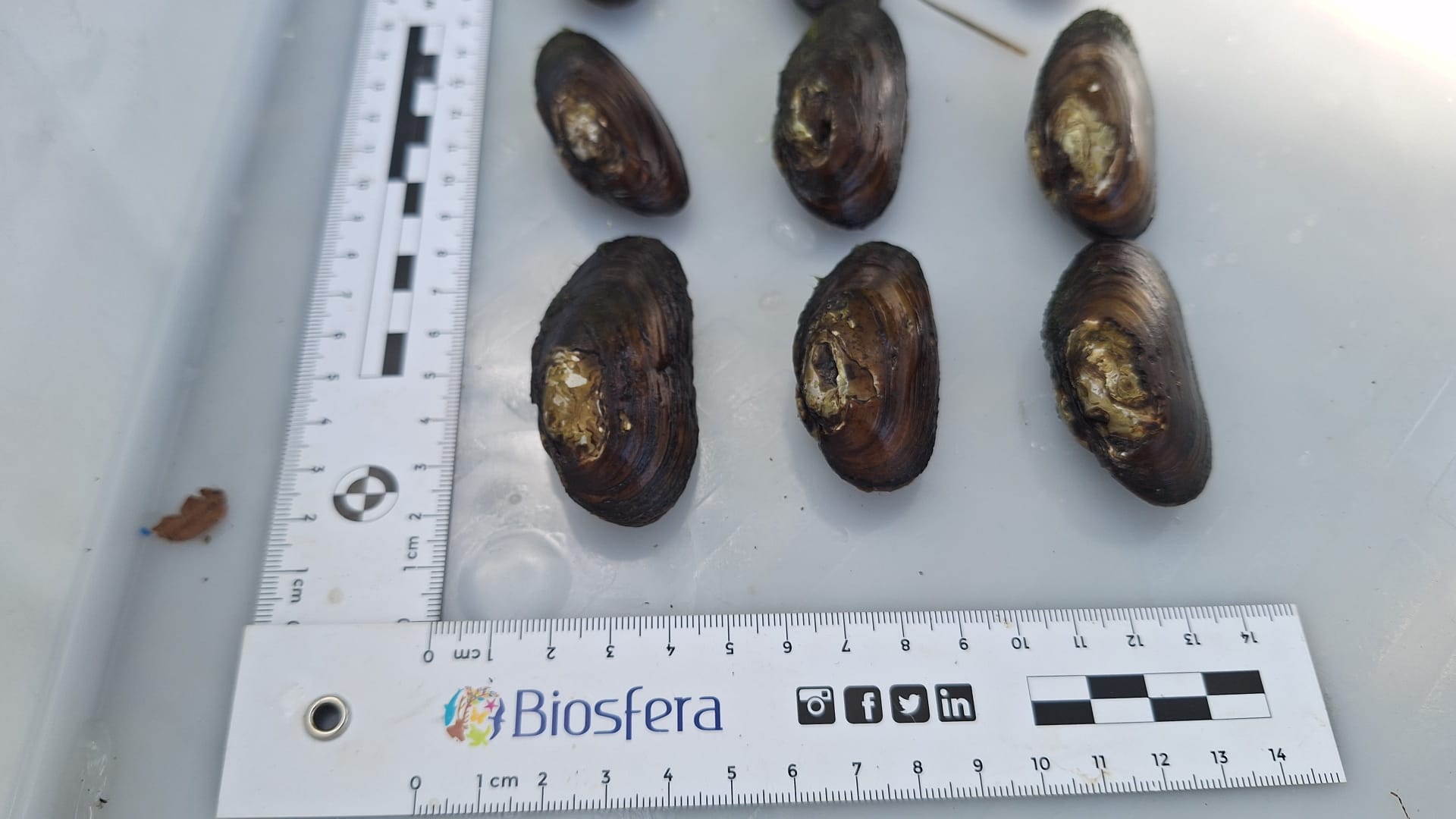 Mejillones de río recolectados por los buzos en el Miño.