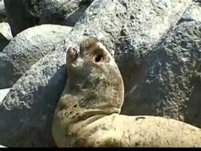 Más de 300 leones marinos muertos en Chile