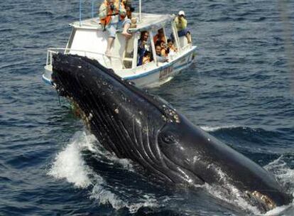 Una ballena jorobada ante un barco de turistas en Ecuador.