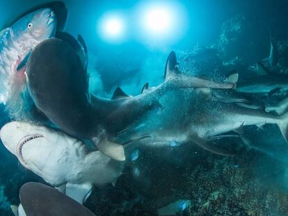 Las imágenes ganadoras del 'Underwater Photographer of the Year' 2019
