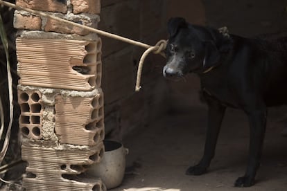 Um cachorro foi deixado pra trás em uma casa em Brumadinho, e foi encontrado dois dias após a tragédia. Veterinários estão organizando um mutirão para resgatar os animais.