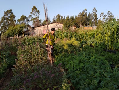 Cultivar y cocinar la diversidad de la tierra chilena