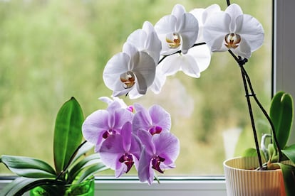 Las orquídeas mariposa crecen y florecen felices al pie de una ventana.