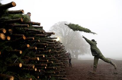 Un trabajador de una granja de árboles de navidad lanza uno sobre una pila de árboles peparados para ser enviados en Philomath, Oregon.