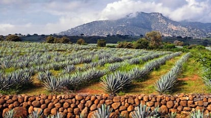 Los cultivos de plantas de agave que rodean el pueblo de Tequila fueron declarados patrimonio de la humanidad por la Unesco