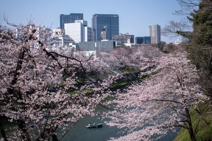 Una pareja rema un bote por el foso Chidorigafuchi, cerca del Palacio Imperial de Tokio (Japón), el 25 de marzo de 2018.