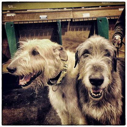 BIRMINGHAM, ENGLAND - MARCH 07: (EDITORS NOTE: This image was created using digital filters) Irish Wolfhounds are pictured on the third day of Crufts dog show at the National Exhibition Centre on March 7, 2015 in Birmingham, England. First held in 1891, Crufts is said to be the largest show of its kind in the world, the annual four-day event, features thousands of dogs, with competitors travelling from countries across the globe to take part and vie for the coveted title of 'Best in Show'. (Photo by Carl Court/Getty Images)