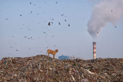 O relatório – o sexto publicado, o primeiro data de 1997 – sustenta que, embora em alguns pontos concretos haja alguma melhoria, desde que se publicou a primeira edição, há mais de 20 anos, "o estado geral do meio ambiente seguiu se deteriorando em todo o mundo". Na imagem, um cão sobre uma montanha de lixo em Nova Delhi (Índia), em 5 de março de 2019.