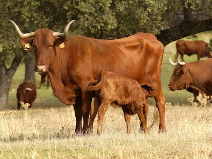 Ganader&iacute;a en Extremadura.