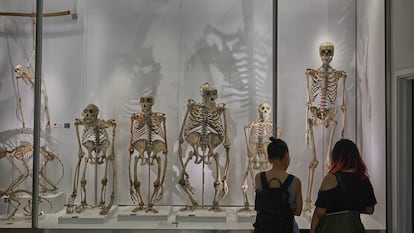 La evolución y los grandes simios, en el museo de Zoología de la Universidad de Cambridge, en julio de 2018.