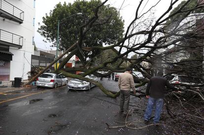 Las calles bloqueadas por la caída de árboles fueron una escena común en la capital mexicana.