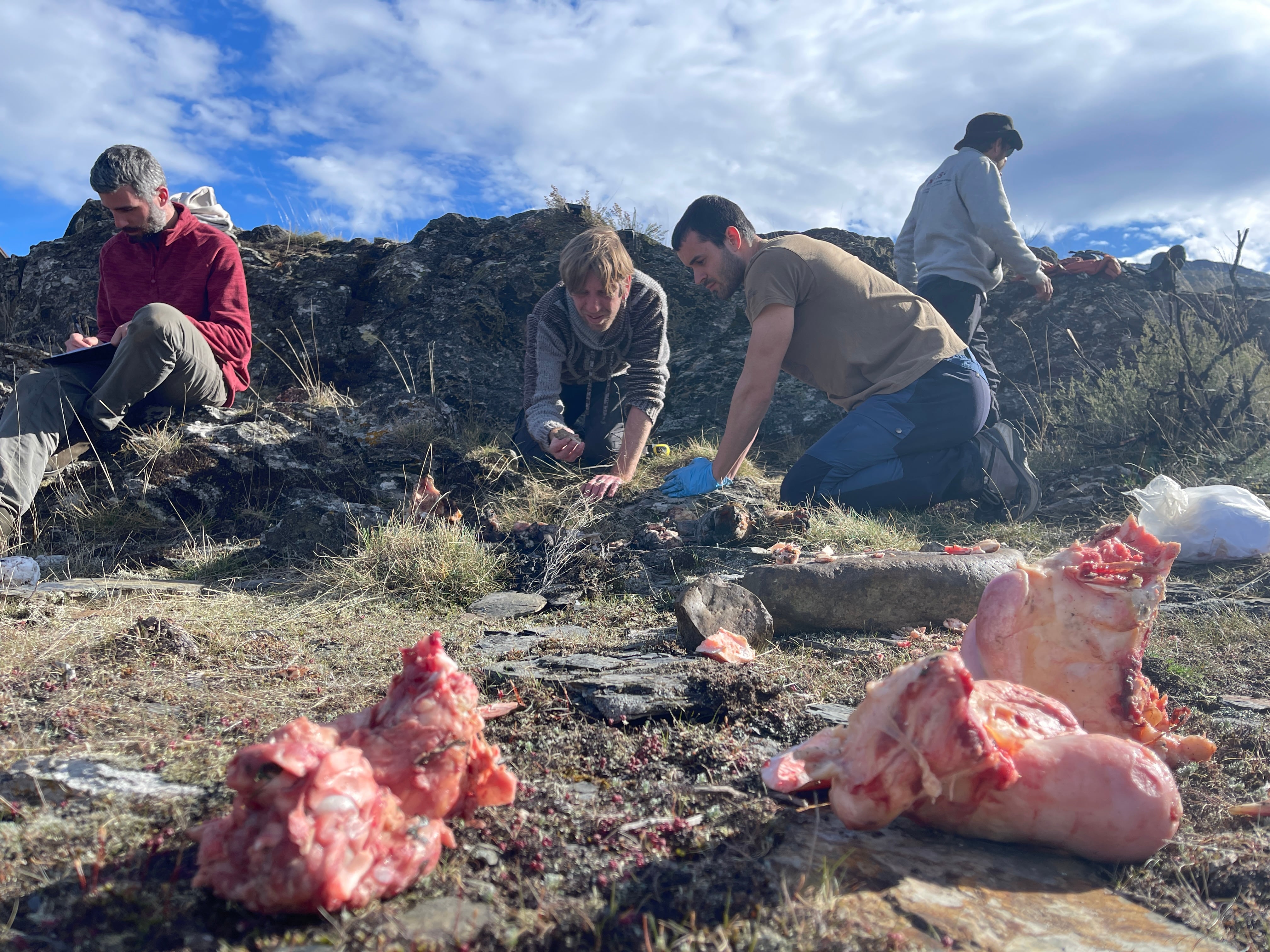 El	equipo 	Scavengers	prepara	una	recreación	de	hogar	neardental	en	busca	del	lobo	(Sierra	de	Cabrera,	León).