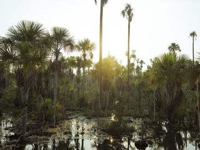 Bosque no Mato Grosso.