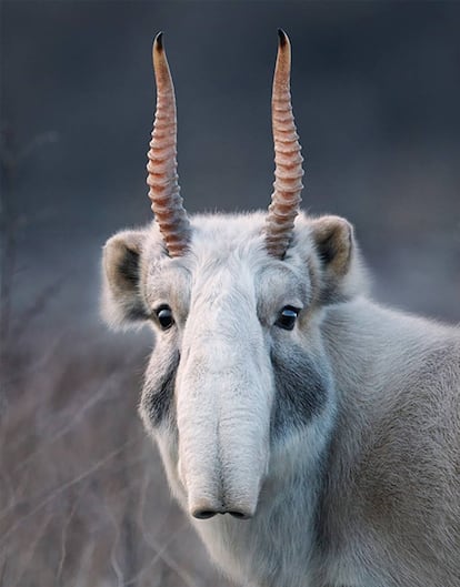 Antílope saiga (Saiga tatarica).