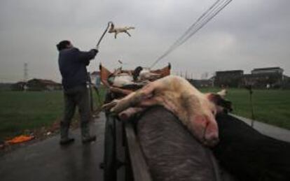 Un hombre recoge cerdos muertos en la población de Zhulin, en Jiaxing, China. EFE/Archivo