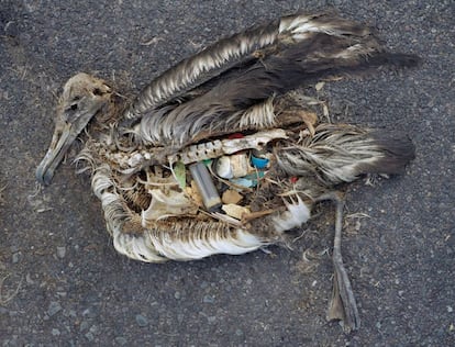 Cad&aacute;ver de un albatros en las islas Midway